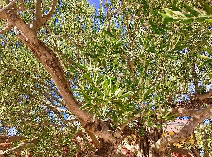 Appartement In With Seaview, Terrace, Wifi Ražanj